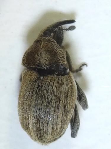Réf. 236 958 : Sibinia pellucens